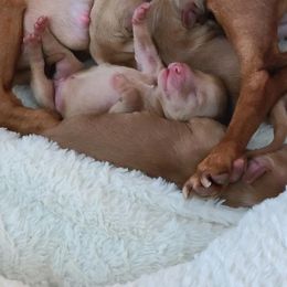 Dachshund puppies from Teenie Weenie Doxies