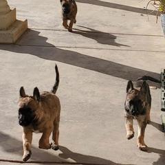 Belgian Laekenois Puppies from Cal Curly Coats Belgian Laekenois