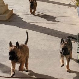 Belgian Laekenois Puppies from Cal Curly Coats Belgian Laekenois