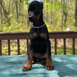 Black girl - Pink collar - Black and rust female Doberman Pinscher puppy in Old Bridge, New Jersey from Wizard Ost Revolution kennel