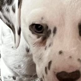 Snickers - White and liver brown Dalmatian puppy in West Lafayette, Indiana from Celestial Fyre Dalmatians