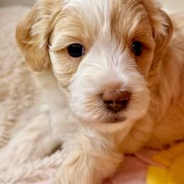 Priya - Fawn and white female Sheepadoodle puppy in Roseburg, Oregon from Sharon’s Sheepadoodle’s