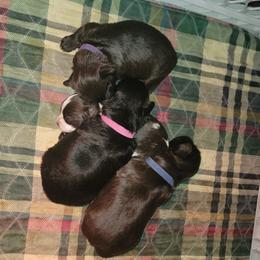 Shichon Puppies from Log Cabin Teddy Bears