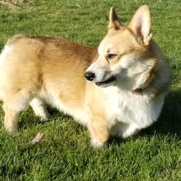 Beau - Pembroke Welsh Corgi
