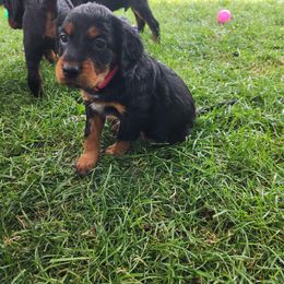 Gordon Setter Puppies from Tom McCleary