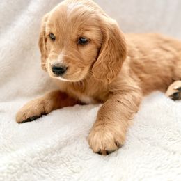 Companion Cross Puppies from Happy Tails Mini Goldens