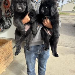 Purple - Black female Newfoundland puppy in Buhl, Idaho from Blue Heart Kennel