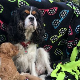 Cavachon, Cavalier King Charles Spaniel, and Cavapoo Puppies from Comfort Cavs