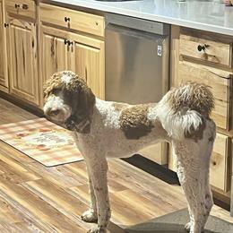 Bonnie - Goldendoodle