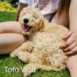 Goldendoodle Puppies from Brulee Doodles