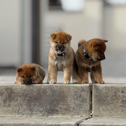 Shiba Inu puppies from Tokubetsuna Shibas