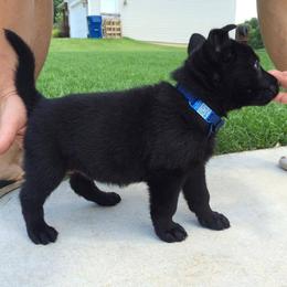 German Shepherd and Great Pyrenees Puppies from Reicherthaus GSD's & Timberbluff's Great Pyrenees