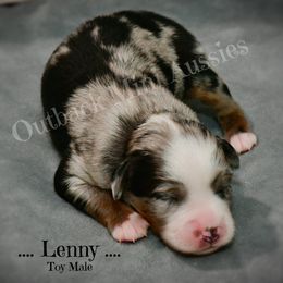 Luke - Blue merle male Australian Shepherd puppy in Ranger, Texas from Outback Mini Aussies