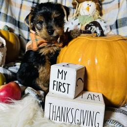 Yorkshire Terrier Puppies from Prims Puppies LLC