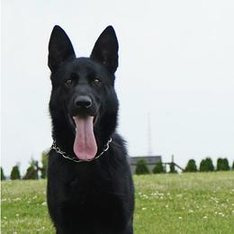 Bina - German Shepherd