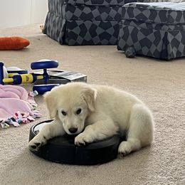 Golden Retriever Puppies from Mia Ragazza Golden Retrievers