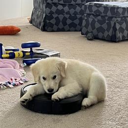 Golden Retriever Puppies from Mia Ragazza Golden Retrievers
