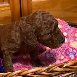 Caliste - Red  female Goldendoodle puppy in Conklin, Michigan from Lake Michigan Couture Cavapoos & Cockapoos