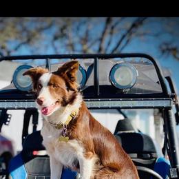 Copper - Border Collie