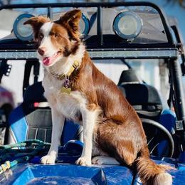 Copper - Border Collie