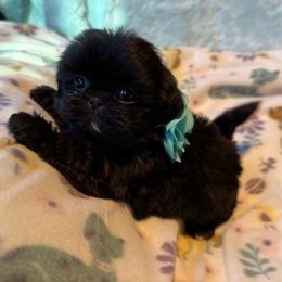 HARPER - Black female Shih Tzu puppy in Kamilche, Washington from Serendipity Shih tzu