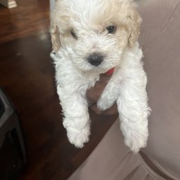 Poodle Puppies from Pawsome Poodles