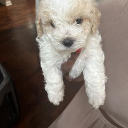 Poodle Puppies from Pawsome Poodles