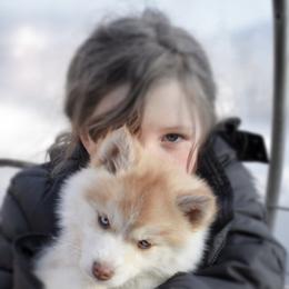 Pomsky Puppies from Foxfire Arctic Spitz