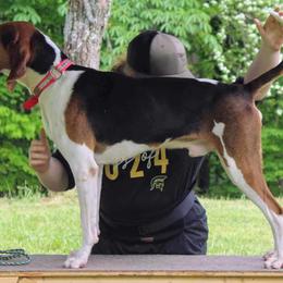 Joey - Treeing Walker Coonhound