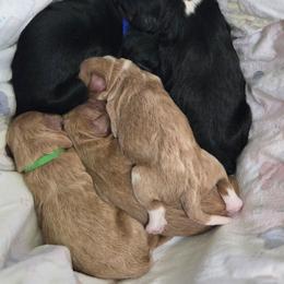 Golden Mountain Dog puppies from DoodleBlessings