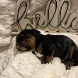 Cavalier King Charles Spaniel Puppies from Cassie’s Cavaliers