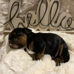 Cavalier King Charles Spaniel Puppies from Cassie’s Cavaliers