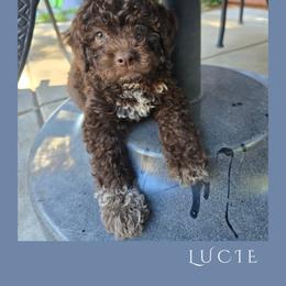 Girl 2 - Brown female Lagotto Romagnolo puppy in Salida, California from Harper's Lagotti
