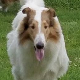 Collies from Storybrooke Collies