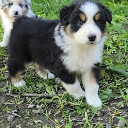 Quary (Carry) - Black tri-color female Australian Shepherd puppy in Clinton, Missouri from Rocky Top Hearts