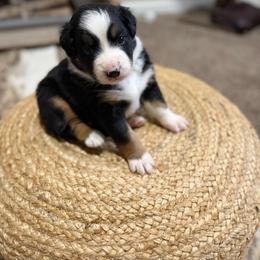 BO - Black tri-color male Australian Shepherd puppy in Pendleton, Oregon from High West Aussies