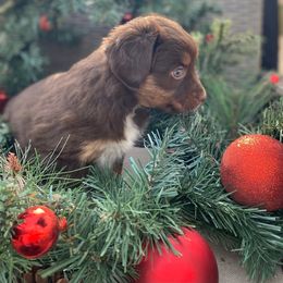 Stella - Red tri Miniature Australian Shepherd puppy in Commerce, Georgia from Magnolia Pawz Aussies