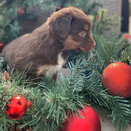 Stella - Red tri Miniature Australian Shepherd puppy in Commerce, Georgia from Magnolia Pawz Aussies