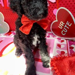 Goldendoodle Puppies from az goldendoodle pups