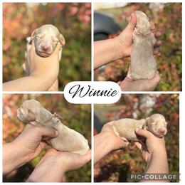 Winnie - Cream female Dachshund puppy in Wichita Falls, Texas from Long Dogs in The Falls