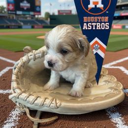 Astro - Buff and white male Cockapoo puppy in Elgin, Texas from Good Grief Doodles