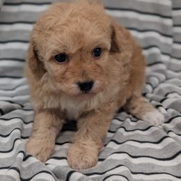 Daphne - Apricot female Cavapoo puppy in Salem, New Jersey from Dreamy Night Doodles