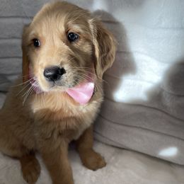 Golden Retriever Puppies from GB kennel