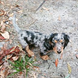 Dachshund Puppies from Ballad of Dachshunds