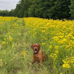 Labrador Retriever Puppies from Matoskah Meadows Labradors