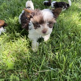 Biewer Terrier Puppies from Dillard’s Dawgs