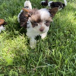 Biewer Terrier Puppies from Dillard’s Dawgs