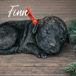 Finn - Wheaten male Whoodle puppy in Knoxville, Tennessee from Fleury Farm Doodles TN