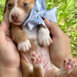Barnacle ( Barney) short hair - Red male Dachshund puppy in Lakeland, Florida from Elite Doxies Florida