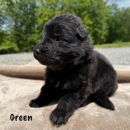 Green - Black male German Shepherd puppy in Terra Alta, West Virginia from Shepherd Country Farm and Kennels